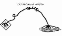 Лекция: Билеты и ответы по биологии. 9 класс (анатомия) Лекция: Билеты и ответы по биологии. 9 класс (анатомия)