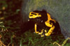 Dendrobates leucomelas