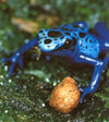 Dendrobates azureus