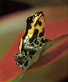 Dendrobates ventrimaculatus