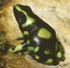 Phyllobates terribilis