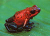 Dendrobates pumilio