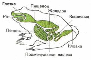 Реферат: Земноводные Реферат: Земноводные