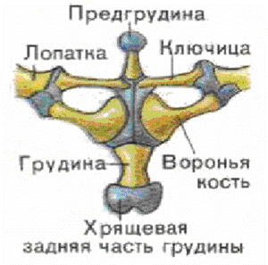 Реферат: Земноводные Реферат: Земноводные