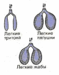 Реферат: Земноводные Реферат: Земноводные