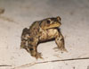 Bufo bufo