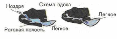 Реферат: Земноводные Реферат: Земноводные