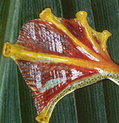 Перепонки на задних лапах Rhacophorus malabaricus