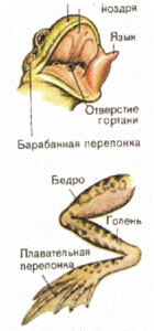 Реферат: Земноводные Реферат: Земноводные