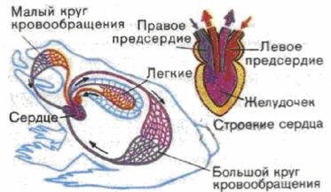 Реферат: Земноводные Реферат: Земноводные