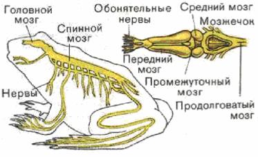 Реферат: Земноводные Реферат: Земноводные