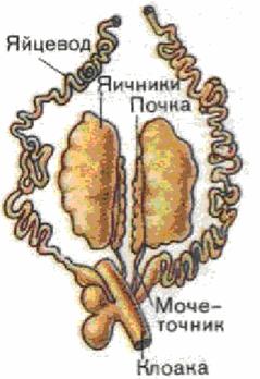 Реферат: Земноводные Реферат: Земноводные