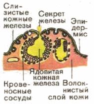 Реферат: Земноводные Реферат: Земноводные