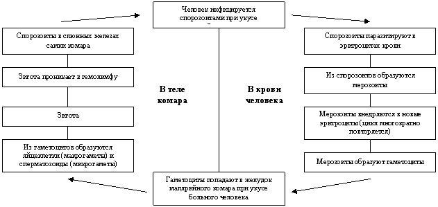 Лекция: Зоология Лекция: Зоология