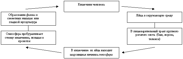 Лекция: Зоология Лекция: Зоология