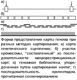 Реферат: Как гены человека наносят на карту. Реферат: Как гены человека наносят на карту.