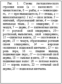 Подпись: Рис. 1. Схемы гистологиче¬ского строе-ния кожи (а — насекомого — членистоно-гие, б — рыбы, в — земноводно¬го, г — пресмыкающегося, д — птицы, е — млеко-пита¬ющего): 1 и 2 — слои хити¬на. 3 — эпи-телий, образо¬вавший хитин; 4 — соеди¬нительная ткань; 5 — эпи¬дермис; 6 — че-шуя; 7 — дер¬ма; 8 — пигментная клетка: 9 — роговой слой эпидер¬миса; 10—ростковый, мальпигиев, слой эпидермиса; 11 —слизистая железа; 12 — окостенение в дерме; 13 — чешуя, образованная рого¬вым слоем эпидермиса; 14 — жировые скопления в под¬кожной клетчатке; 15 — ко¬рень пера; 16 — гладкие мышцы, поднимающие перо; 17 — сосочковый слой дер¬мы; 18 — сальная железа; 19 — мышца, поднимающая волос: 20 — потовая железа: 21 — корень волоса; 22 — сетчатый слой дермы; 23 — подкожная клетчатка.