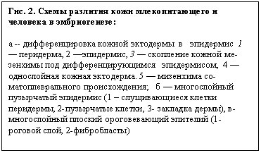 Подпись: Гис. 2. Схемы разлития кожи млекопитающего и чело-века в эмбриогенезе:
а -- дифференцировка кожной экто¬дермы в эпидермис 1 — перидерма, 2 —эпидермис, 3 — скопление кожной ме¬зенхимы под дифференцирую¬щимся эпидермисом, 4 — однослойная кожная экто¬дерма. 5 — мизенхима со-матоплеврального происхождения; б — многослойный пузырчатый эпидермис (1 – слущивающиеся клетки перидермы, 2-пузырчатые клетки, 3- закладка дермы), в-многослойный плоский ороговевающий эпителий (1-роговой слой, 2-фибробласты)