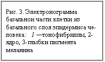 Подпись: Рис. 3. Электронограмма ба-зальнои части клетки из базаль-ного слоя эпидермиса че¬ловека: 1 —тонофибриллы, 2-ядро, 3-глыбки пигмента меланина