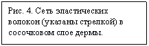 Подпись: Рис. 4. Сеть эластических воло-кон (указа¬ны стрелкой) в сосоч-ковом слое дермы.