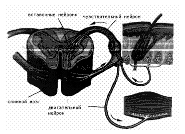 Подпись: