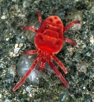  , Trombidium holosericeum