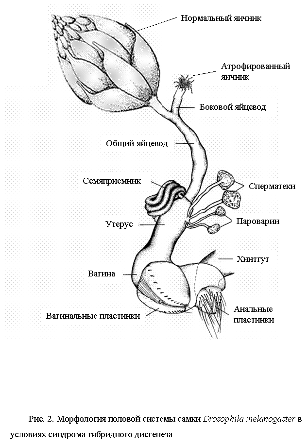 :     Drosophila melanogaster 