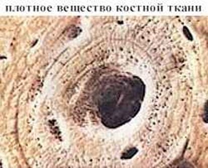 Реферат: Трубчатые кости Реферат: Трубчатые кости
