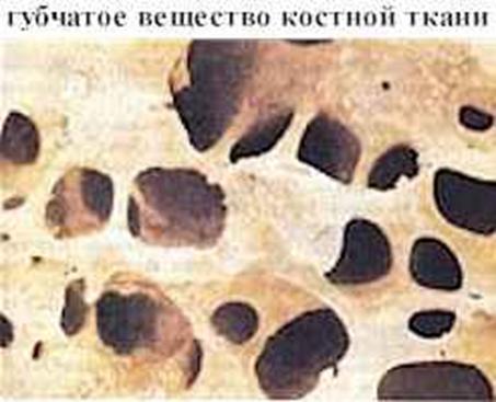 Реферат: Трубчатые кости Реферат: Трубчатые кости