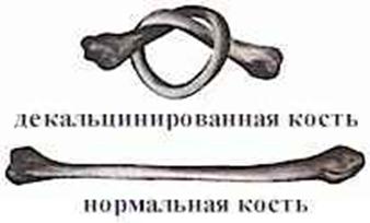 Реферат: Трубчатые кости Реферат: Трубчатые кости