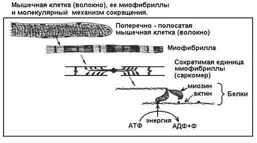 Лекция: Учебник по биологии Лекция: Учебник по биологии