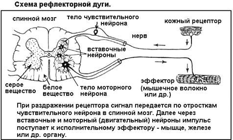 Лекция: Учебник по биологии Лекция: Учебник по биологии