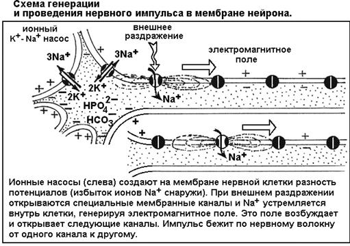 Лекция: Учебник по биологии Лекция: Учебник по биологии