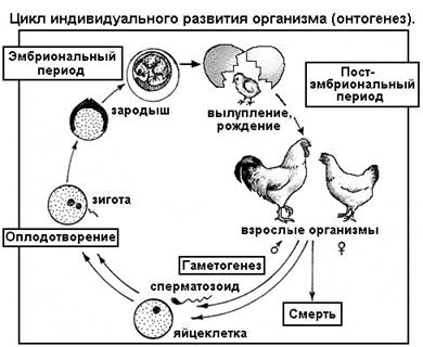 Лекция: Учебник по биологии Лекция: Учебник по биологии
