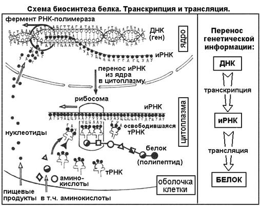 Лекция: Учебник по биологии Лекция: Учебник по биологии