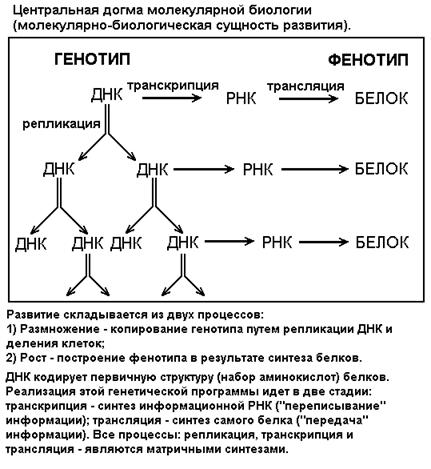 Лекция: Учебник по биологии Лекция: Учебник по биологии