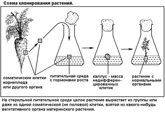 Лекция: Учебник по биологии Лекция: Учебник по биологии