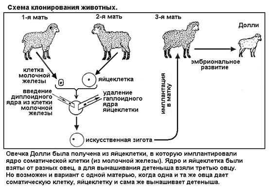 Лекция: Учебник по биологии Лекция: Учебник по биологии