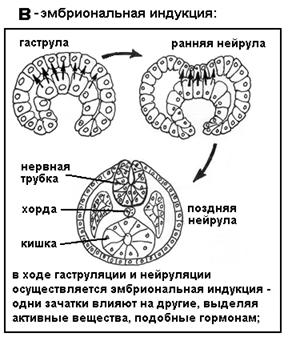 Лекция: Учебник по биологии Лекция: Учебник по биологии