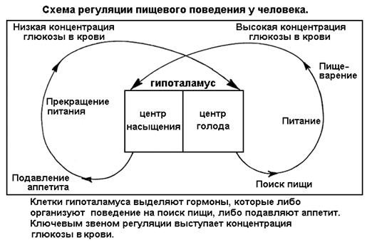 Лекция: Учебник по биологии Лекция: Учебник по биологии