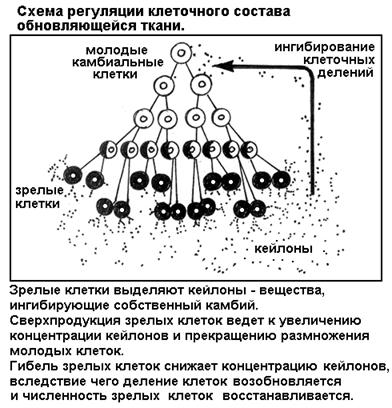 Лекция: Учебник по биологии Лекция: Учебник по биологии