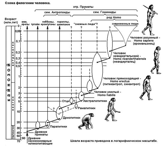 Лекция: Учебник по биологии Лекция: Учебник по биологии