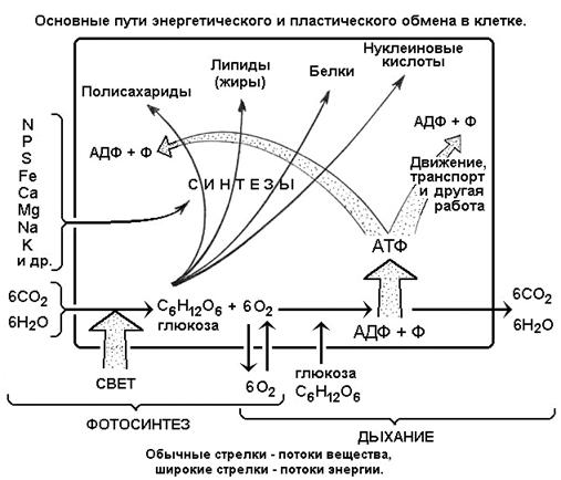 Лекция: Учебник по биологии Лекция: Учебник по биологии
