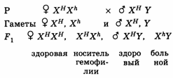 Шпора: Шпаргалки (биология) для выпускных экзаменов в 11 классе Шпора: Шпаргалки (биология) для выпускных экзаменов в 11 классе