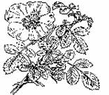 : Rosa canina   