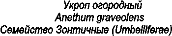              
          Anethum graveolens
  (Umbelliferae)