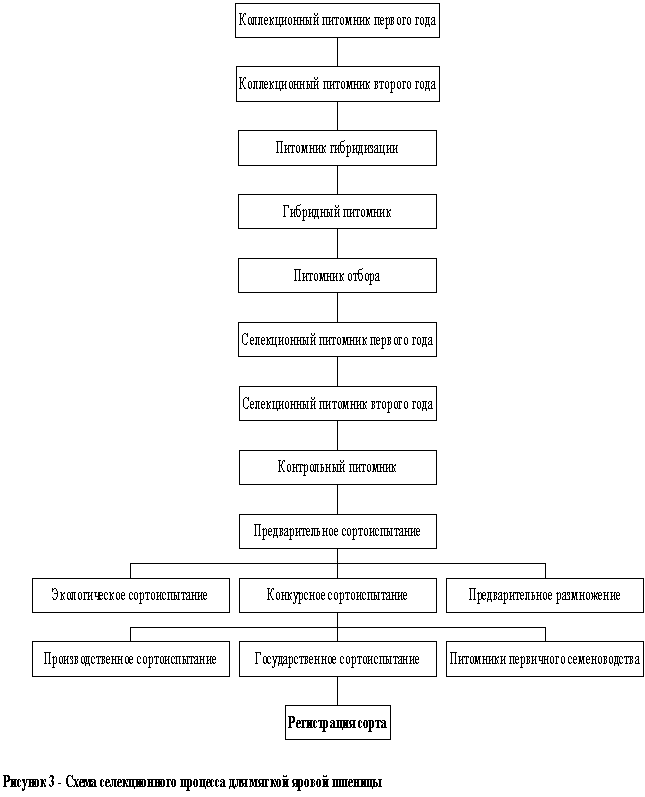Диплом: Устойчивость пшеницы к мучнистой росе Диплом: Устойчивость пшеницы к мучнистой росе