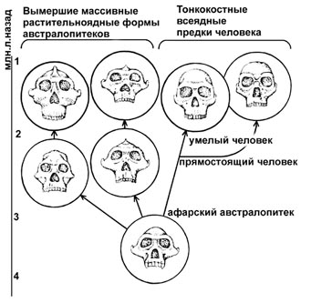 Доклад: Австралопитеки Доклад: Австралопитеки