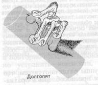 Реферат: Антропогенез Реферат: Антропогенез